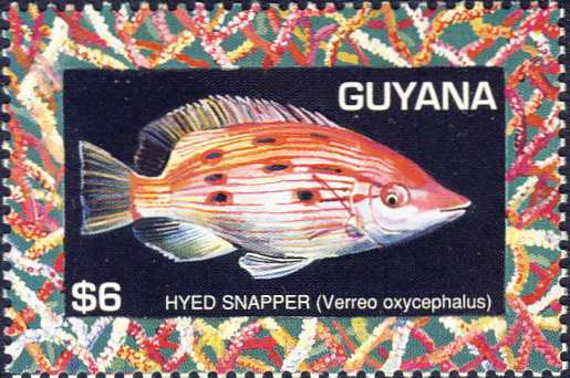 Bodianus oxycephalus Bodianus oxycephalus