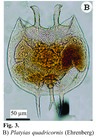 Platyias quadricornis