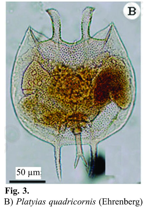 Platyias quadricornis Platyias quadricornis