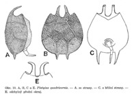Platyias quadricornis