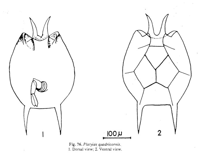 Platyias quadricornis Platyias quadricornis