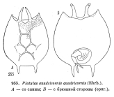 Platyias quadricornis