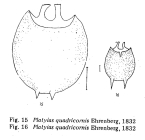 Platyias quadricornis