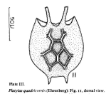 Platyias quadricornis