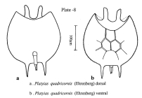 Platyias quadricornis
