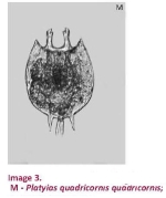 Platyias quadricornis