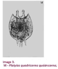 Platyias quadricornis
