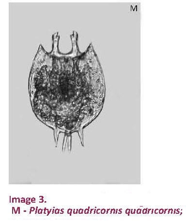 Platyias quadricornis Platyias quadricornis