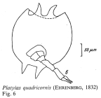 Platyias quadricornis
