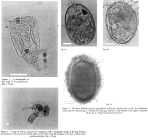 Platyias quadricornis