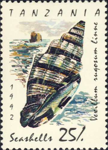 Vexillum rugosum Vexillum rugosum