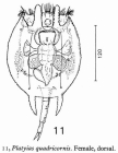 Platyias quadricornis