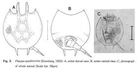 Platyias quadricornis