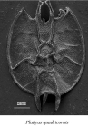 Platyias quadricornis