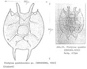 Platyias quadricornis