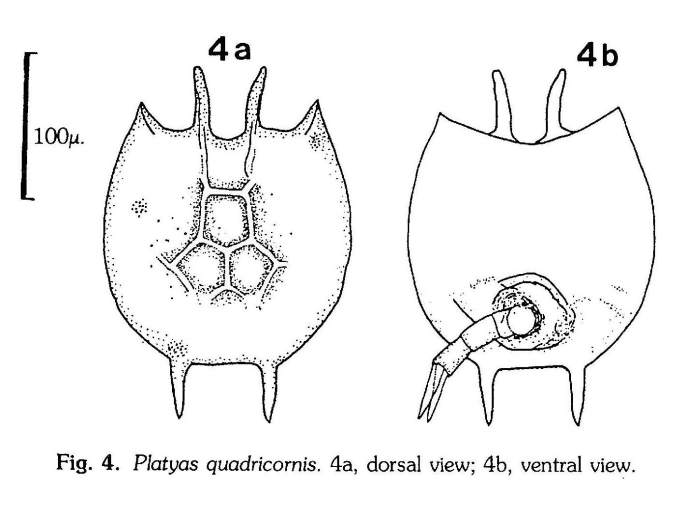 Platyias quadricornis Platyias quadricornis