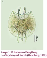 Platyias quadricornis