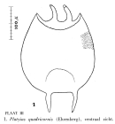 Platyias quadricornis