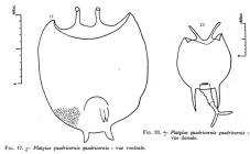 Platyias quadricornis