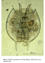Platyias quadricornis
