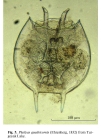 Platyias quadricornis