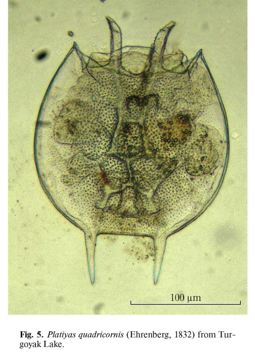 Platyias quadricornis
