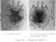 Platyias quadricornis