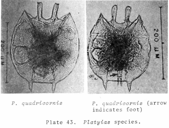 Platyias quadricornis Platyias quadricornis