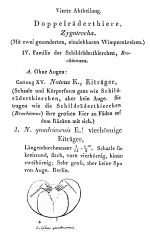 Platyias quadricornis - Original description image