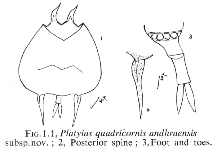 Platyias quadricornis andhraensis - Original description image
