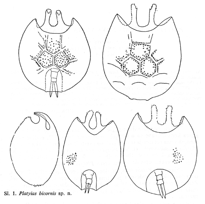 Platyias quadricornis f. bicornis - Original description image