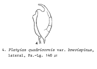 Platyias quadricornis f. brevispinus