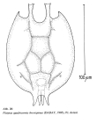 Platyias quadricornis f. brevispinus