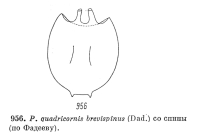 Platyias quadricornis f. brevispinus