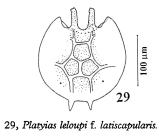 Platyias quadricornis f. brevispinus