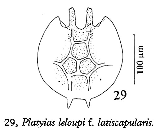 Platyias quadricornis f. brevispinus