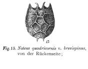 Platyias quadricornis f. brevispinus - Original description image
