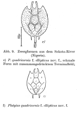 Platyias quadricornis f. ellipticus - Original description image