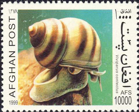 Viviparus contectus Viviparus contectus
