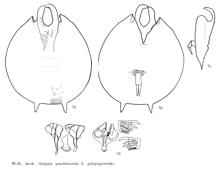Platyias quadricornis f. galapagoensis - Original description image