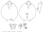 Platyias quadricornis f. galapagoensis