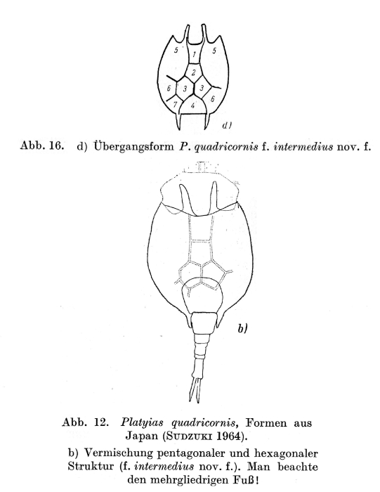 Platyias quadricornis f. intermedius - Original description image