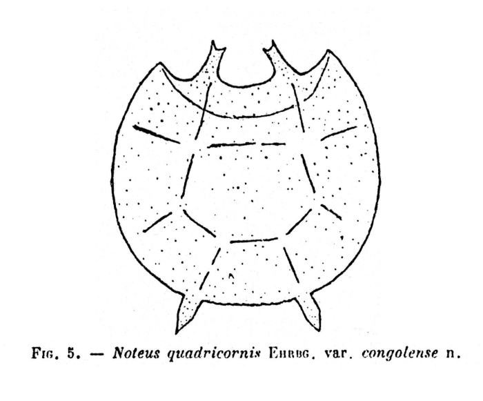 Platyias quadricornis var. congolense - Original description image