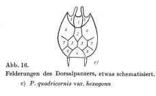 Platyias quadricornis var. hexagona