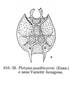 Platyias quadricornis var. hexagona - Original description image