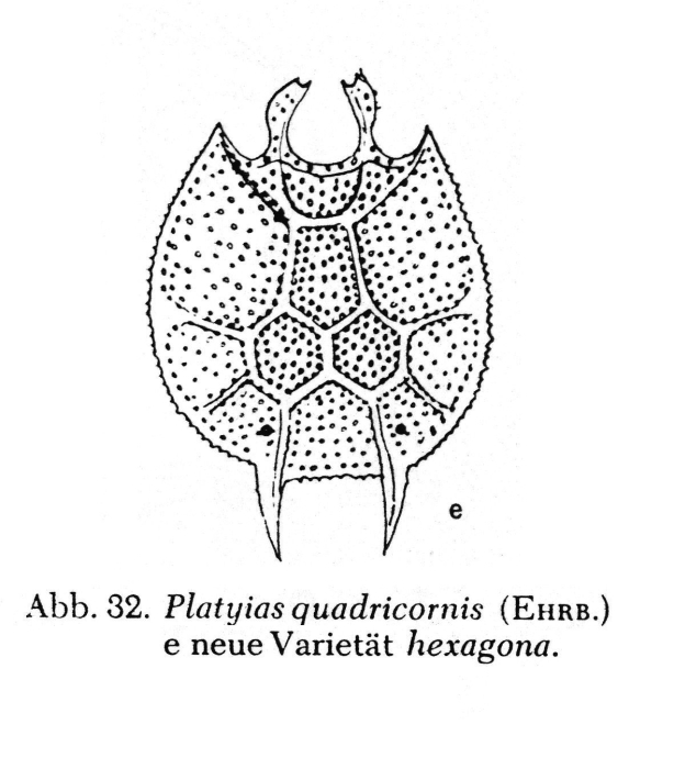 Platyias quadricornis var. hexagona - Original description image