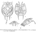 Platyias quadricornis var. pentagona - Original description image