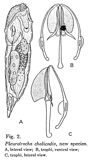 Pleurata chalicodes - Original description image
