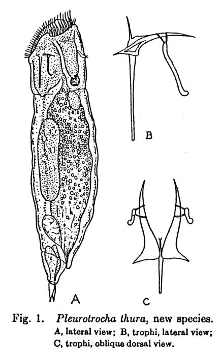 Pleurata thura - Original description image