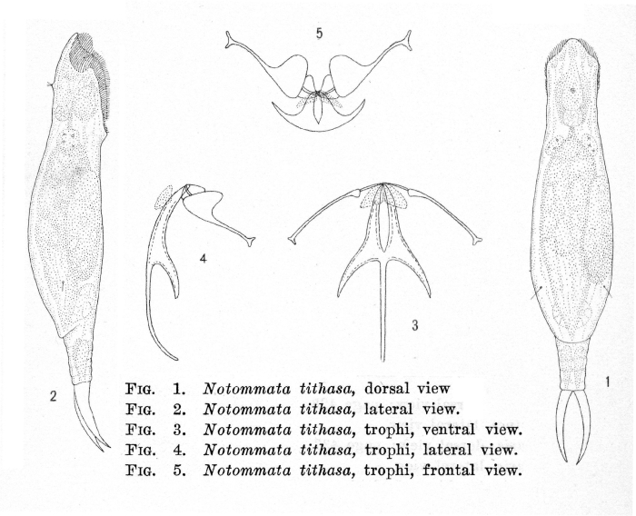 Pleurata tithasa - Original description image